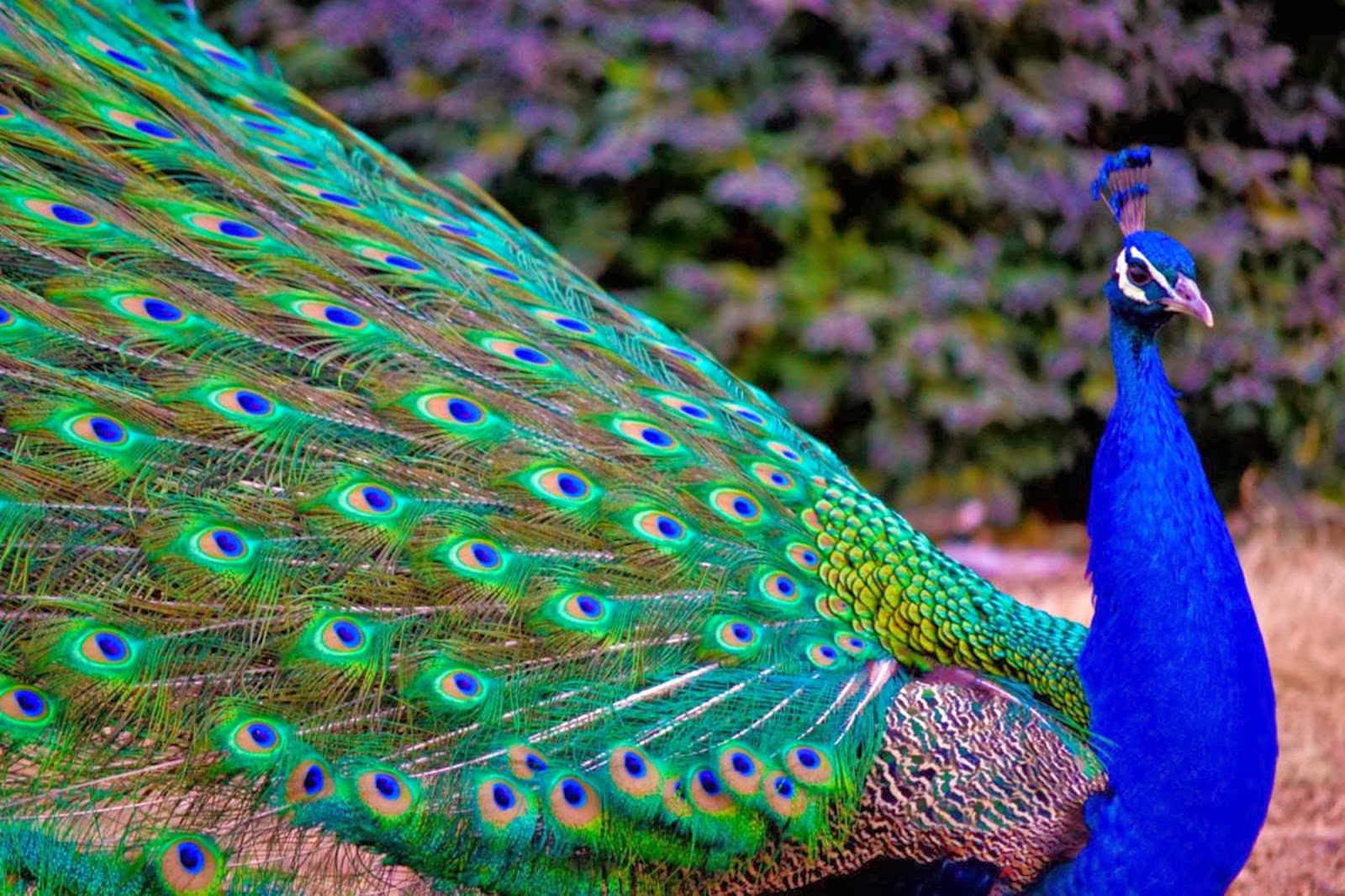 Quais são as Cores do Pavão? | Mundo Ecologia