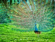 Cores do Pavão 3