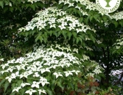 Cornus Kousa 1