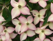 Cornus Kousa 2