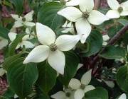 Cornus Kousa 3