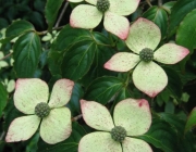 Cornus Kousa 4