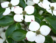 Cornus Kousa 5