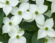 Cornus Kousa 6