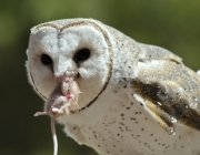 Coruja Branca Brasileira Comendo 3