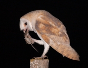 Coruja Branca Brasileira Comendo 6