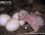 ARKive image ARK022252 - Barn owl