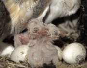 Barn owl nest site