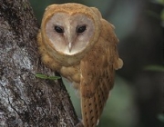 ARKive image GES109075 - Madagascar red owl