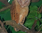 ARKive image GES116839 - Madagascar red owl