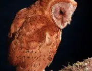ARKive image GES132746 - Madagascar red owl