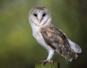 Woodland Barn Owl 2