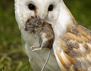 Corujas Comendo 5