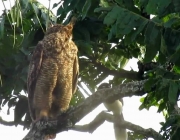 Corujas Gigantes no Brasil 4