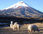 Cotopaxi National Park 3