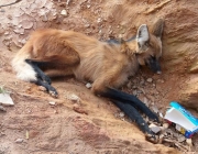 Criação de Lobo-Vermelho 2