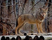 Criação de Lobo-Vermelho 5