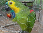 Criação de Papagaio Doméstico 5