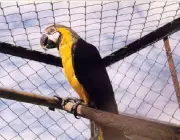 Criação de Papagaio Doméstico 6