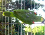 Criação do Papagaio Doméstico 6
