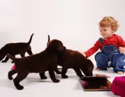 Crianças Pequenas Com Animais 1