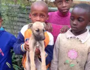 Crianças Pequenas Com Animais 2