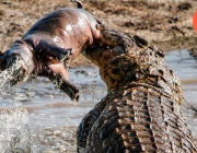 Crocodilo Gigante 1