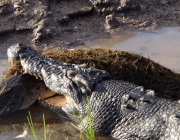 Crocodilo Gigante 4