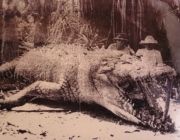 Crocodilo Gigante 5