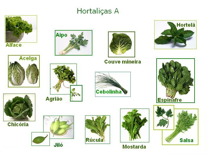 Crucíferas e Brassicas Mundo Ecologia