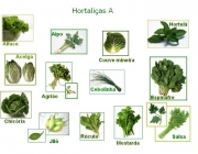 Crucíferas e Brassicas 3