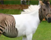 Cruzamento de Zebras Com Outros Animais 1
