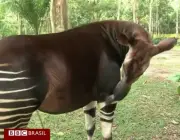 Cruzamento de Zebras Com Outros Animais 2
