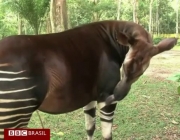 Cruzamento de Zebras Com Outros Animais 2