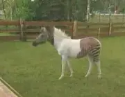 Cruzamento de Zebras Com Outros Animais 3