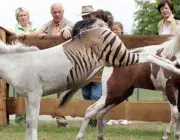 Cruzamento de Zebras Com Outros Animais 4
