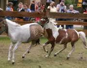 Cruzamento de Zebras Com Outros Animais 5
