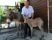 Cruzamento de Zebras Com Outros Animais 6