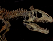 Cryolophosaurus Ellioti 6