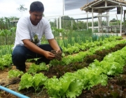 Cuidados na Plantação 3