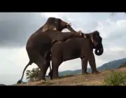 Reprodução dos Elefantes 1