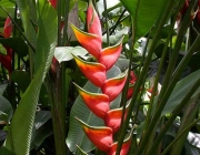 Cultivando Heliconias 5