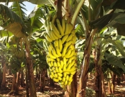 Cultivar Banana Orgânica 1