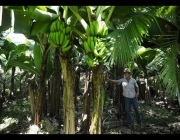 Cultivar Banana Orgânica 2