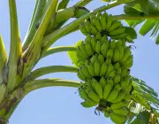 Cultivar Banana Orgânica 3