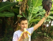 Cultivar Banana Orgânica 4