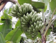Cultivar Banana Orgânica 5