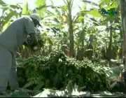 Cultivar Banana 3