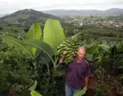 Cultivar Banana 4
