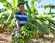 Cultivar Banana 5